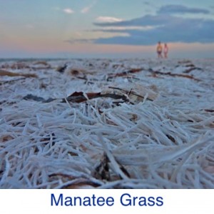 Manatee Grass Beach ID