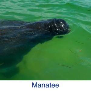 Manatee ID