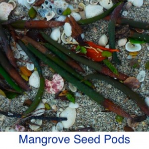 Mangrove Seed Pods ID