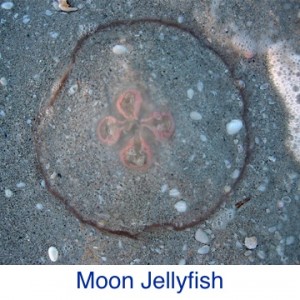 Moon Jellyfish ID