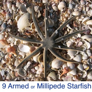 Nine Armed Millipede Starfish ID