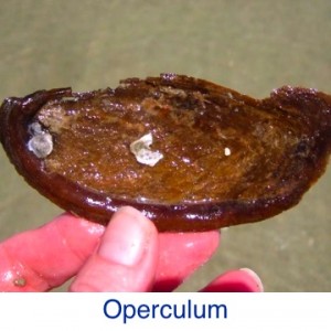 Mollusk Operculum