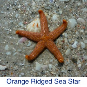 Orange Ridged Sea Star ID