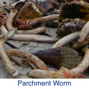 Parchment Worm