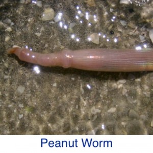 Peanut Worm ID