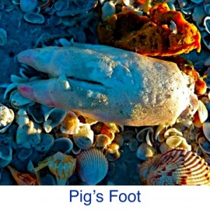 Pigs Foot on Beach