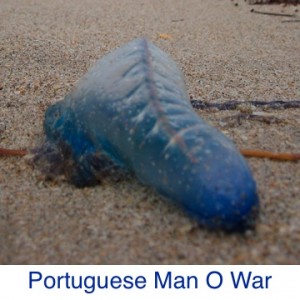 Portuguese Man O War