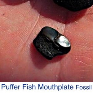 PufferFish Mouthplate fossil