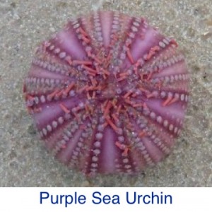 Purple Sea Urchin ID