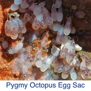 Pygmy Octopus Egg Sac