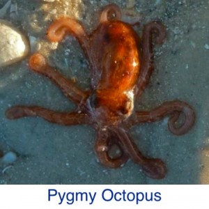 Pygmy Octopus ID