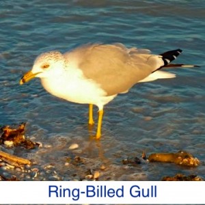 Ring-Billed Gull ID