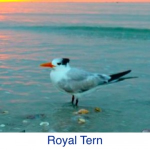 Royal Tern ID