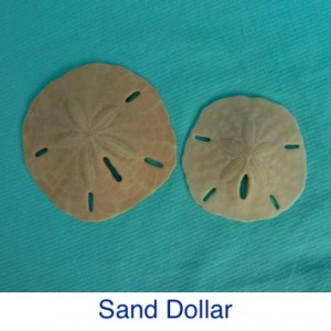 Sand Dollar Beach Treasure ID