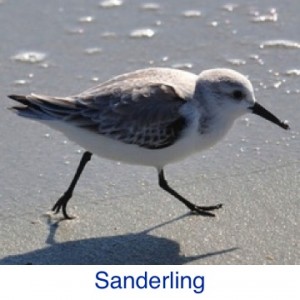 Sanderling ID