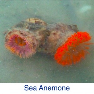Sea Anemone Beach ID
