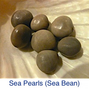 Sea Pearl Bean