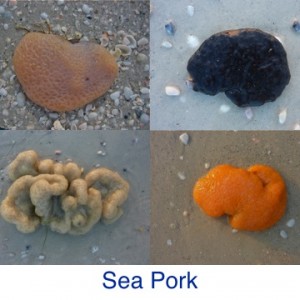 Sea Pork Beach Treasures