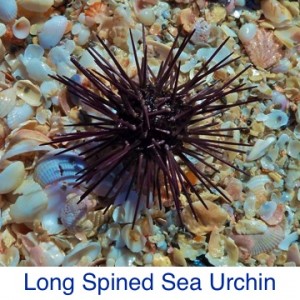 Sea Urchin Long Spined Debris ID