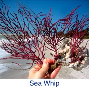 Sea Whip beach ID