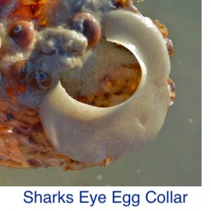 Sharks Eye Moon Shell Egg Collar