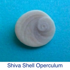 Shiva Shell Turban Operculum