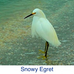 Snow Egret ID