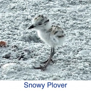 Snowy Plover ID