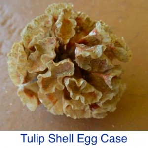 Tulip Shell Egg Case