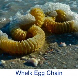 Whelk Egg Chain
