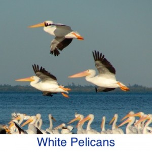 White Pelican ID