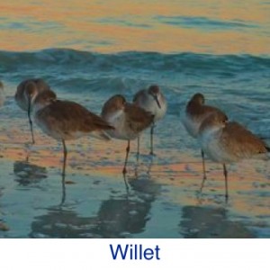 Willet Bird ID