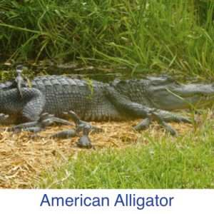 American Alligator Sanibel ID