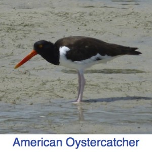 American Oystercatcher Florida