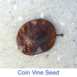 Coin Vine Seed Identification