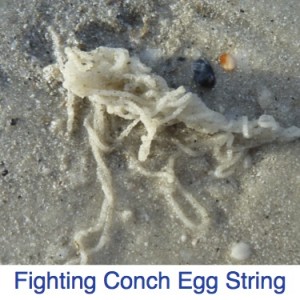 Fighting Conch Egg String