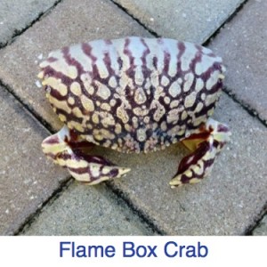 Flame Box Crab