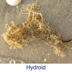 Hydroid Identification