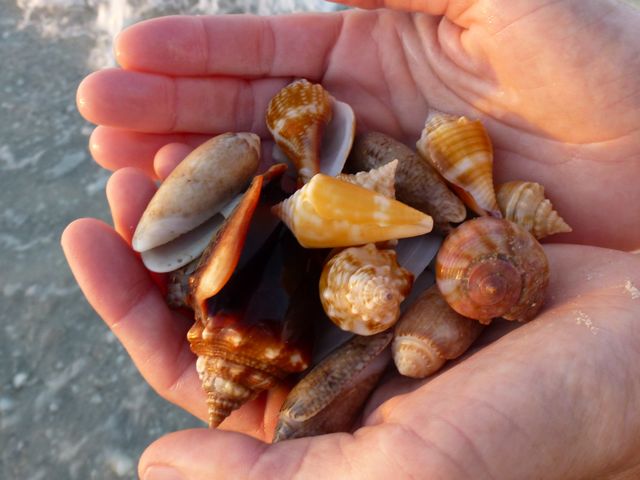 The Calm After The Storm | I Love Shelling