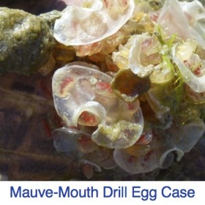 Mauve-Mouth Drill Egg case