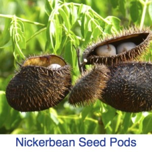 Nickerbean seed pod ID