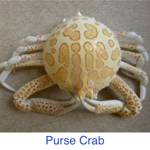 Purse Crab Identification