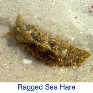 Ragged Sea Hare Identify