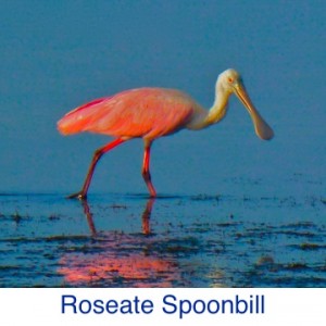 Roseate Spoonbill Bird ID
