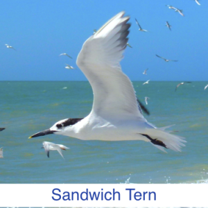 Sandwich Tern Identify