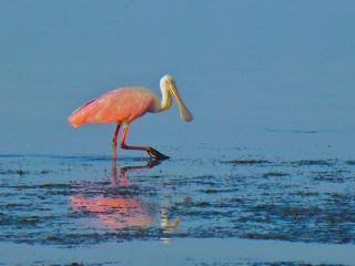 Roseate Spoonbills at Sanibel Causeway | I Love Shelling