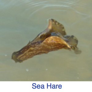 Sea Hare Identification