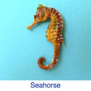 Seahorse ID