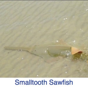 Smalltooth Sawfish Florida 