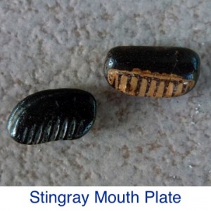 Stingray Mouth Plate ID